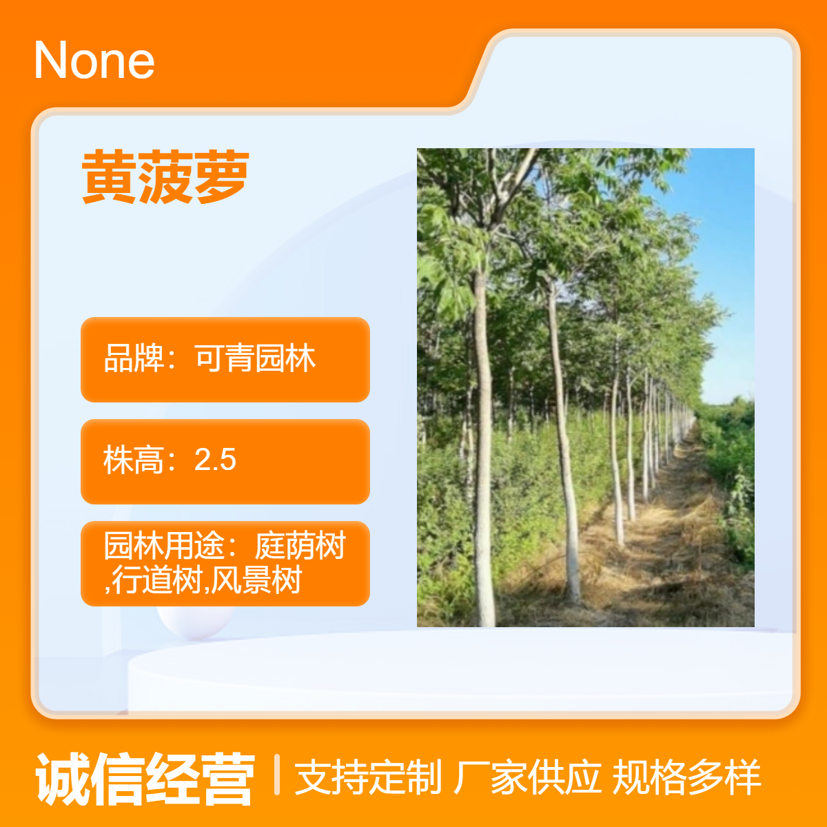 黄菠萝别名黄檗 檗木 黄波椤树景区道路庭院园林绿化造景行道树