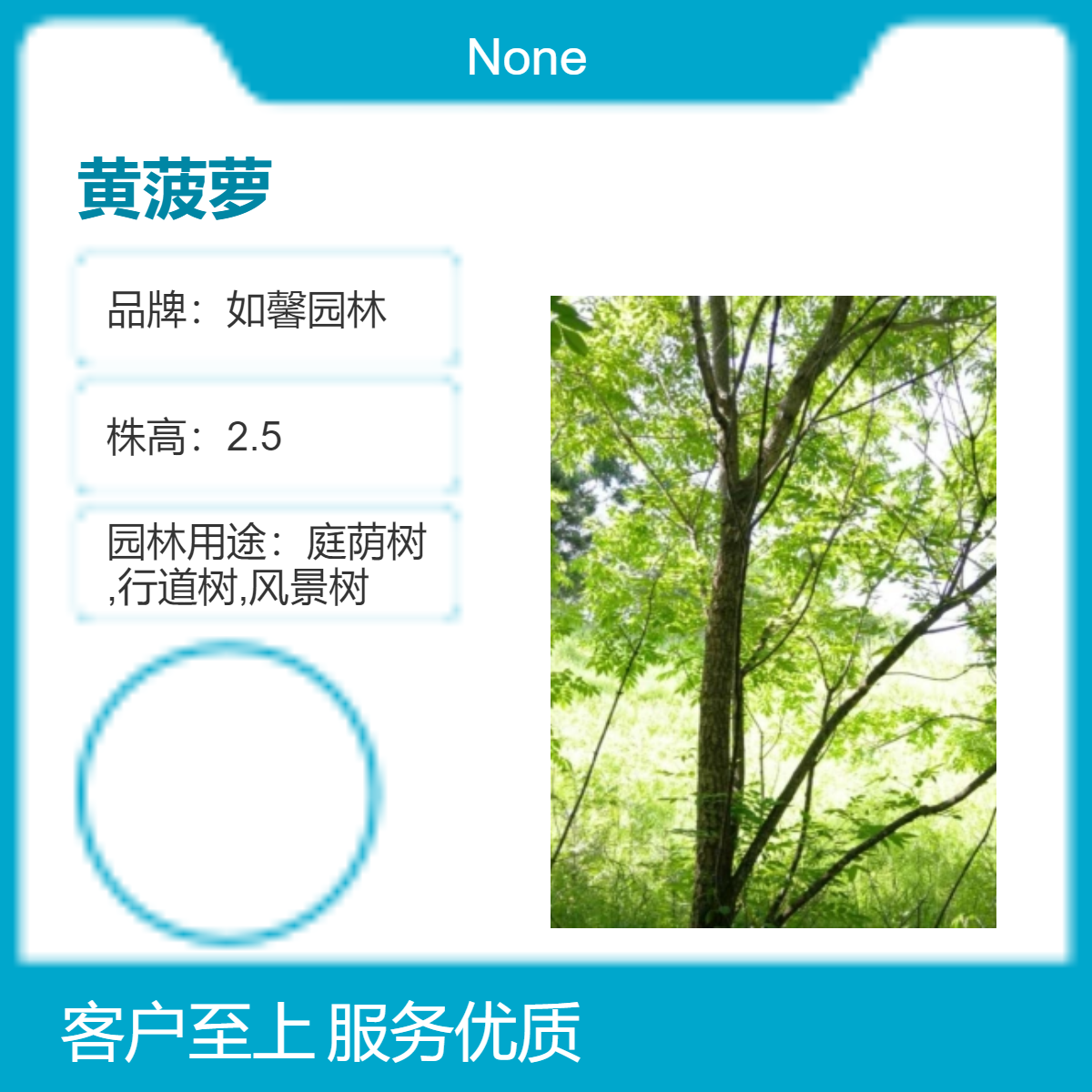 如馨园林基地批发黄菠萝别名黄伯栗 株高2.5米 落叶性绿色观花植物
