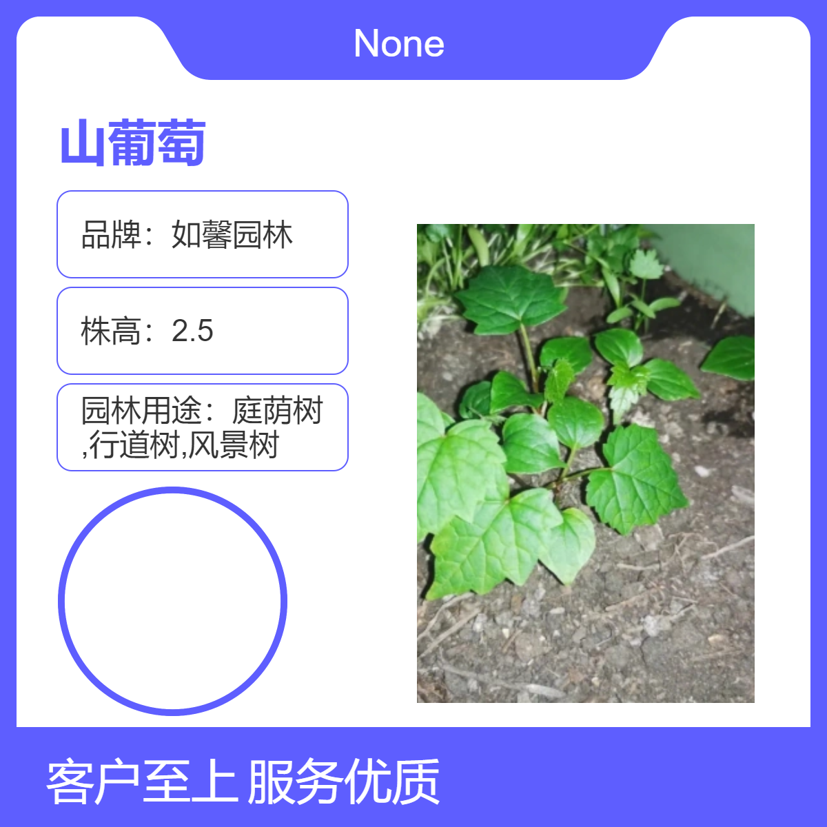 如馨园林 苗圃出售山葡萄落叶性观花绿植 全国种植 庭院装饰佳品