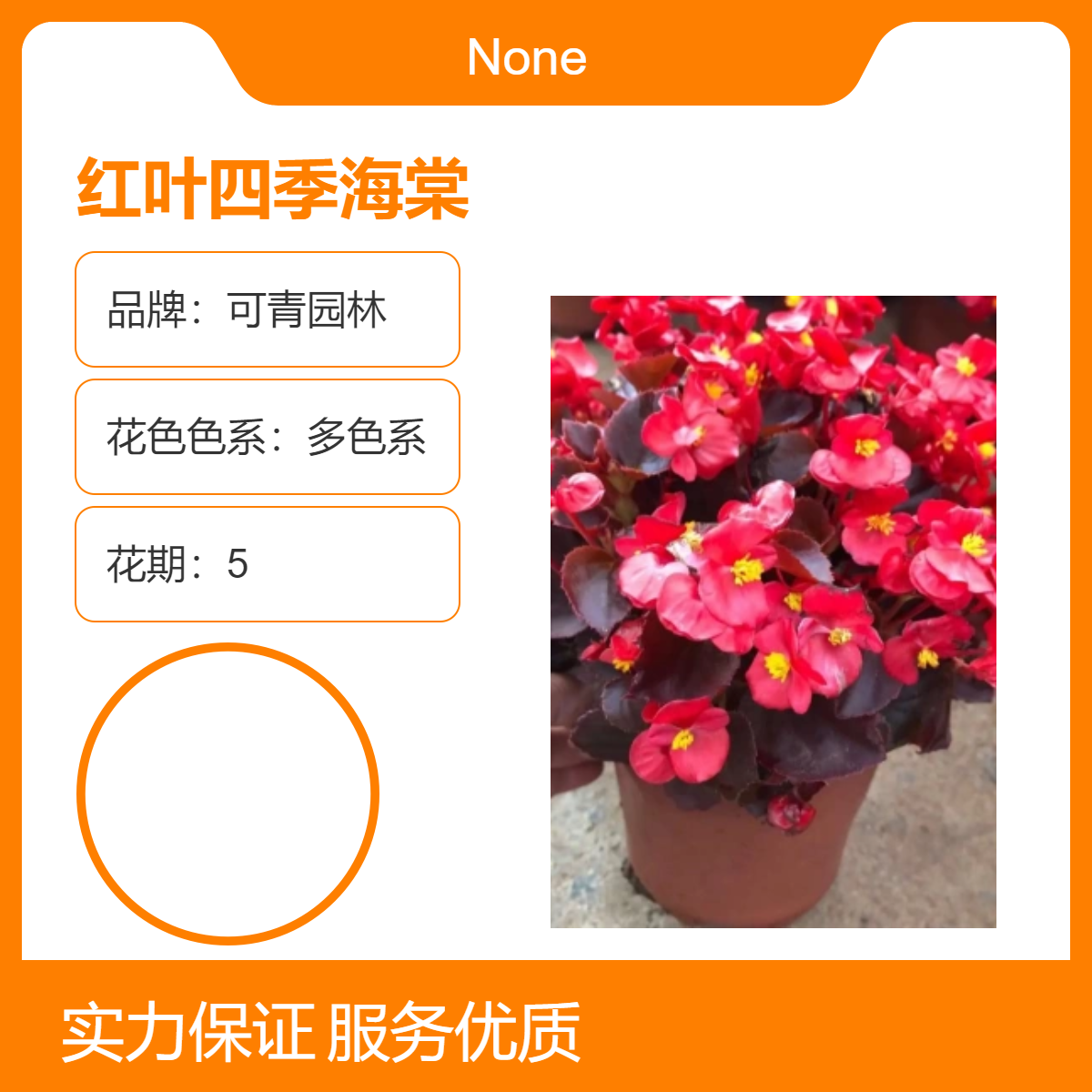 可青园林 红叶四季海棠 盆栽花卉 多色系观花绿植 室内外园艺植物