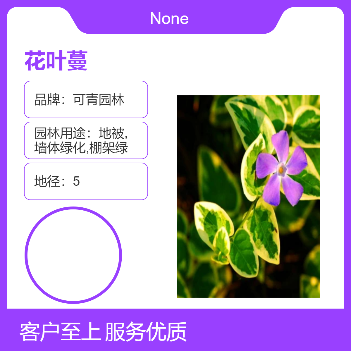 可青园林花叶蔓 绿植花卉 观赏植物 基地现挖 多色系露地绿化苗