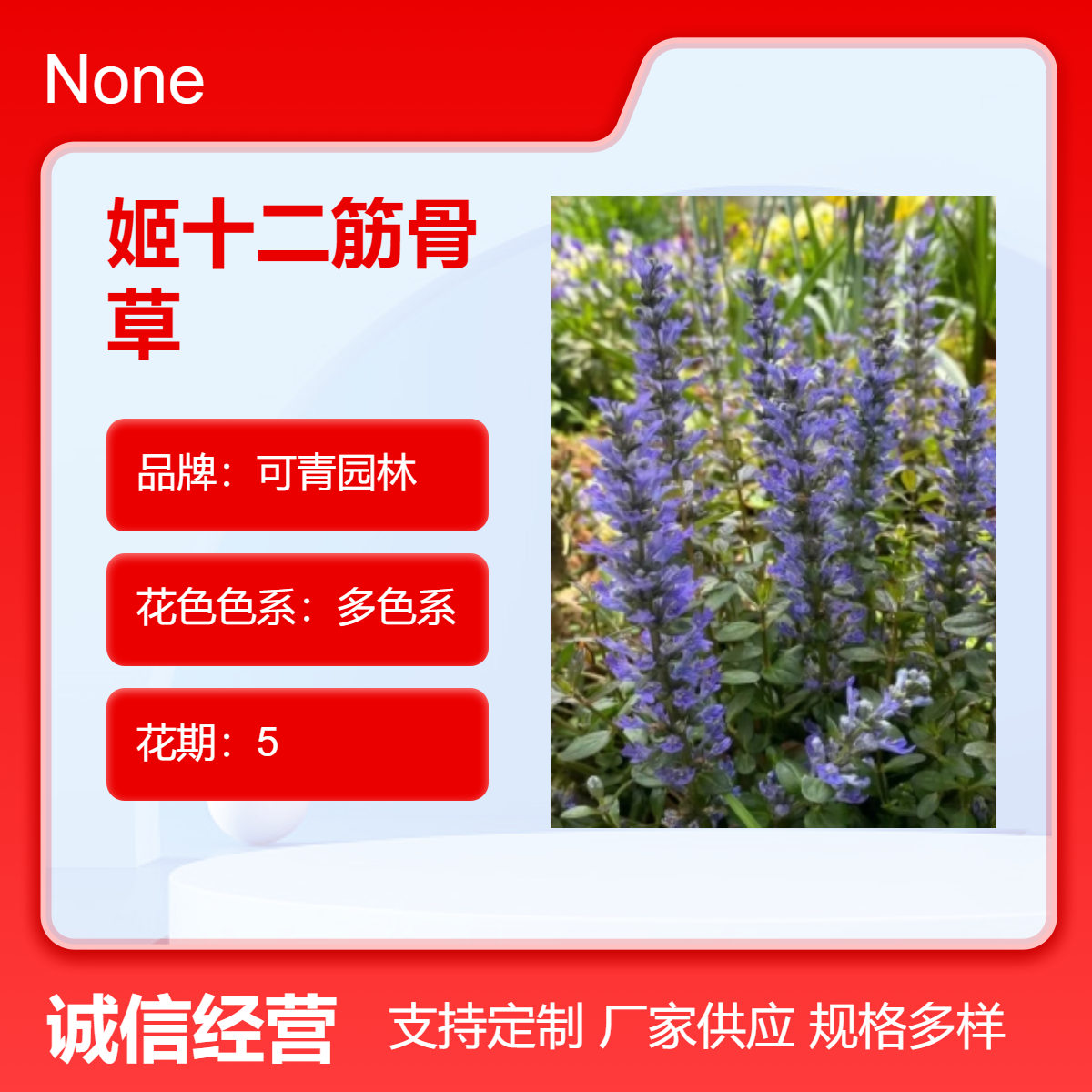 基地出售姬十二筋骨草 绿化观赏花卉 盆栽庭院植物 多色系观花栽植苗