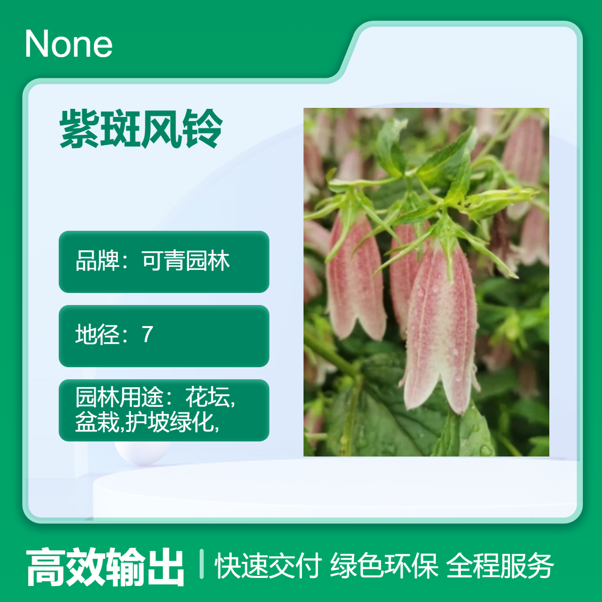 基地出售紫斑风铃 可青园林 露地栽培 绿色系观花植物