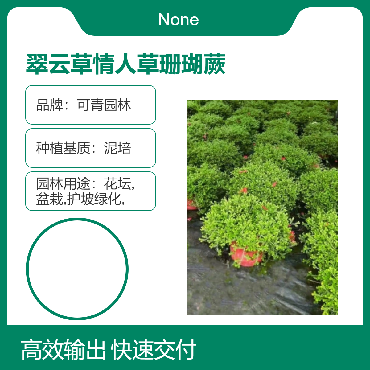 翠云草别名情人草 珊瑚蕨 泥培种植 景区盆栽绿植 观叶佳品 可青园林