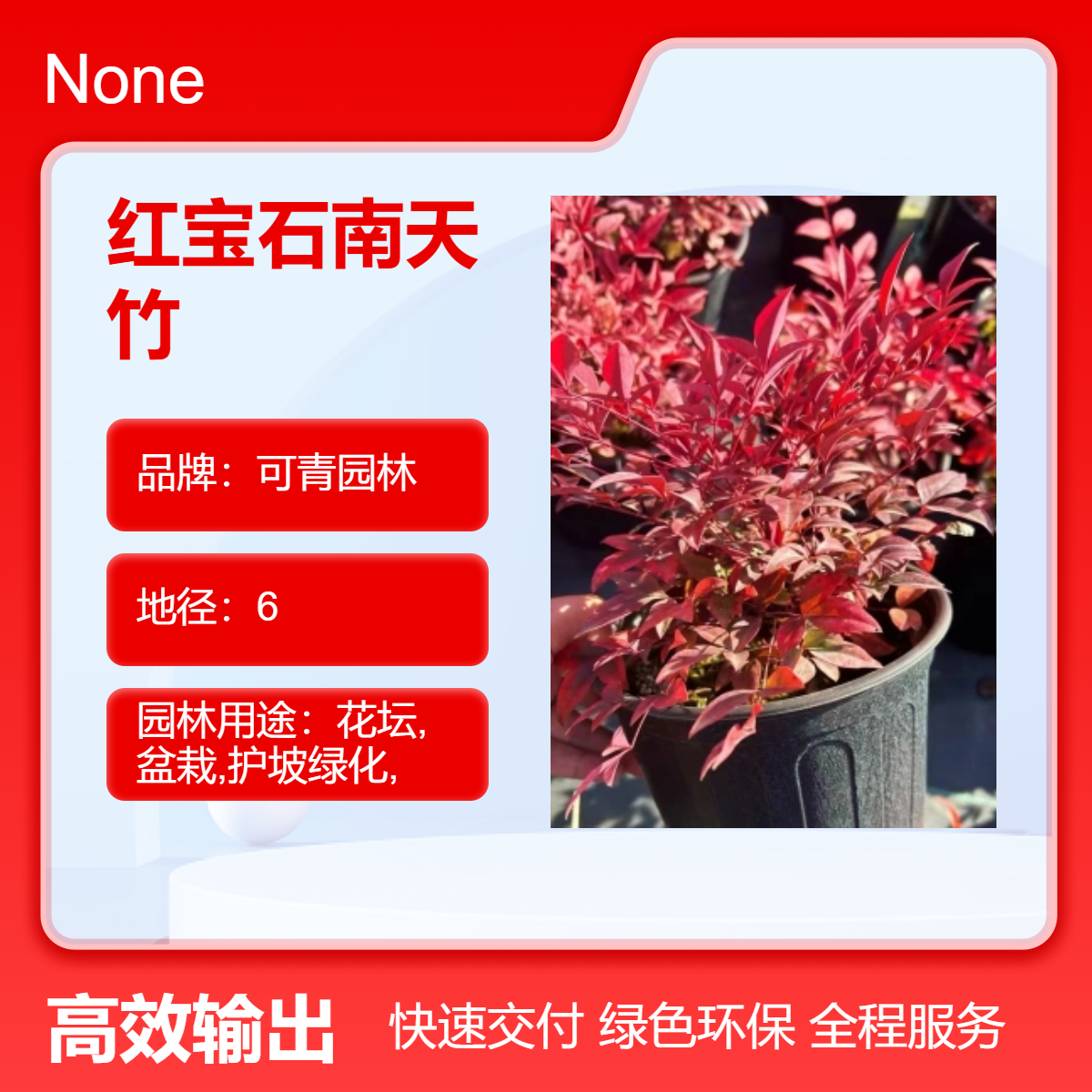 基地出售 红宝石南天竹小苗 景区庭院小区园林绿化造景工程苗