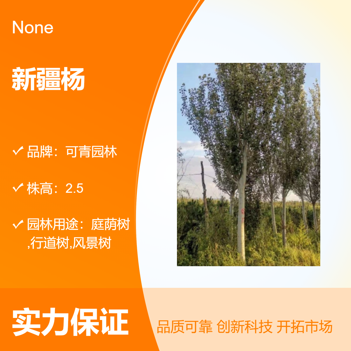 基地常年出售新 疆杨树移植苗 景区道路园林绿化风景树庭院别墅栽植