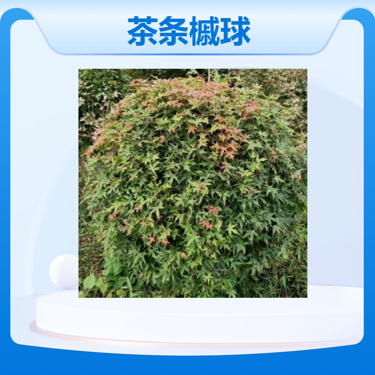 基地出售 茶条槭球 冠幅饱满 规格齐全 庭院小区园林绿化造型球