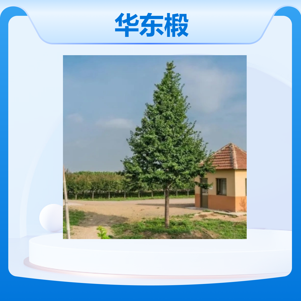可青园林出售华东椴移植苗 景区庭院小区园林绿化风景树 道路庭荫树