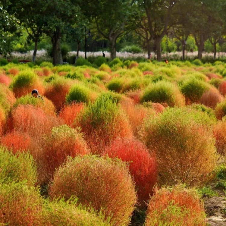 地肤 绿植盆栽 庭院造景观赏植物 泥培易养护花坛花镜花海造景苗