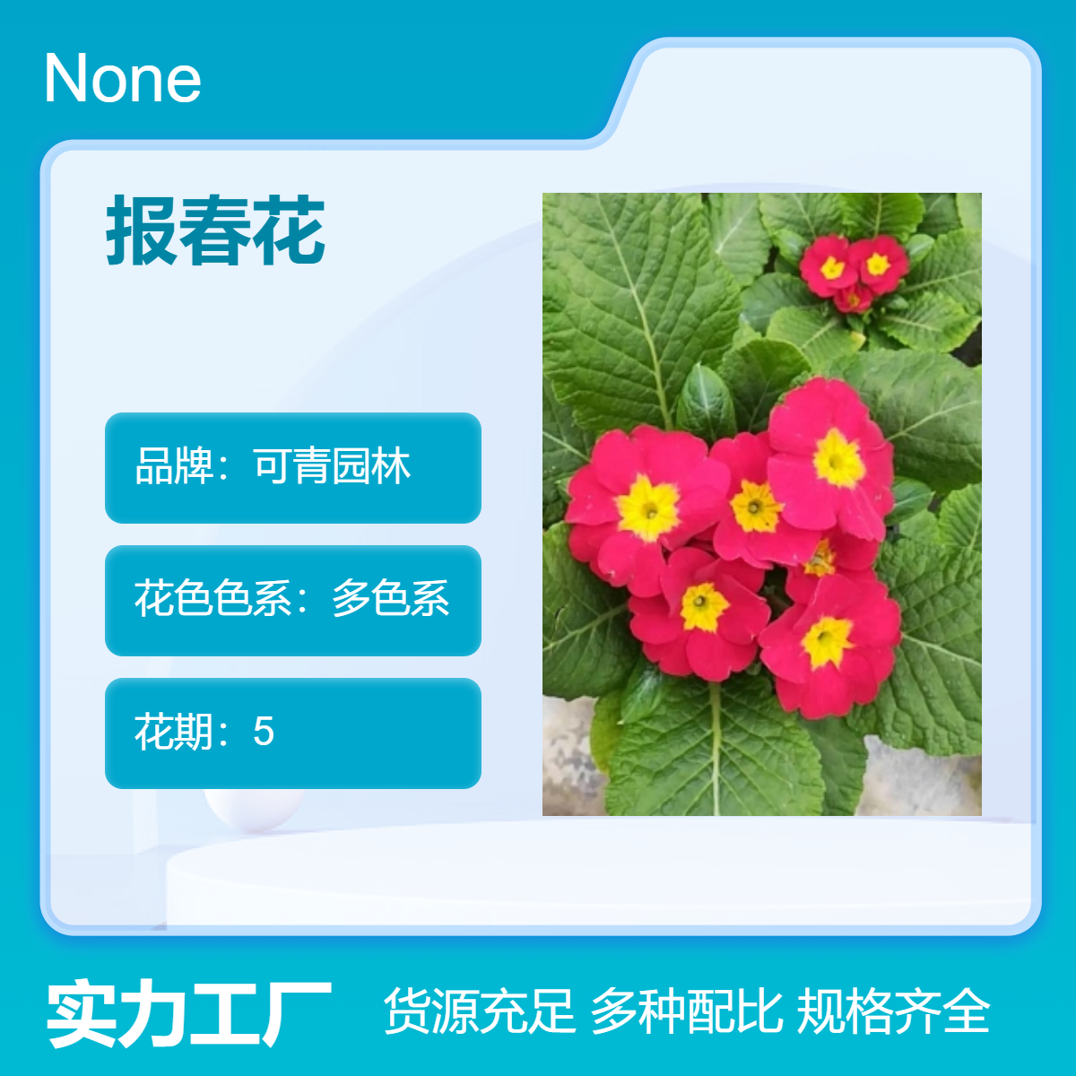 多色系报春花盆栽地栽苗花坛花镜庭院小区观赏花卉园艺绿植