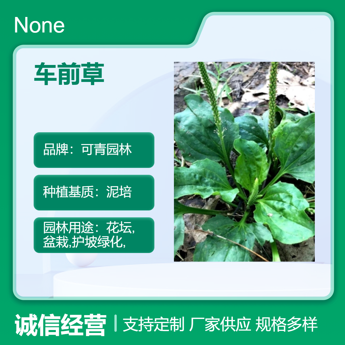 车前草别名平车前 盆栽地栽苗 庭院小区园林观赏绿植地被苗