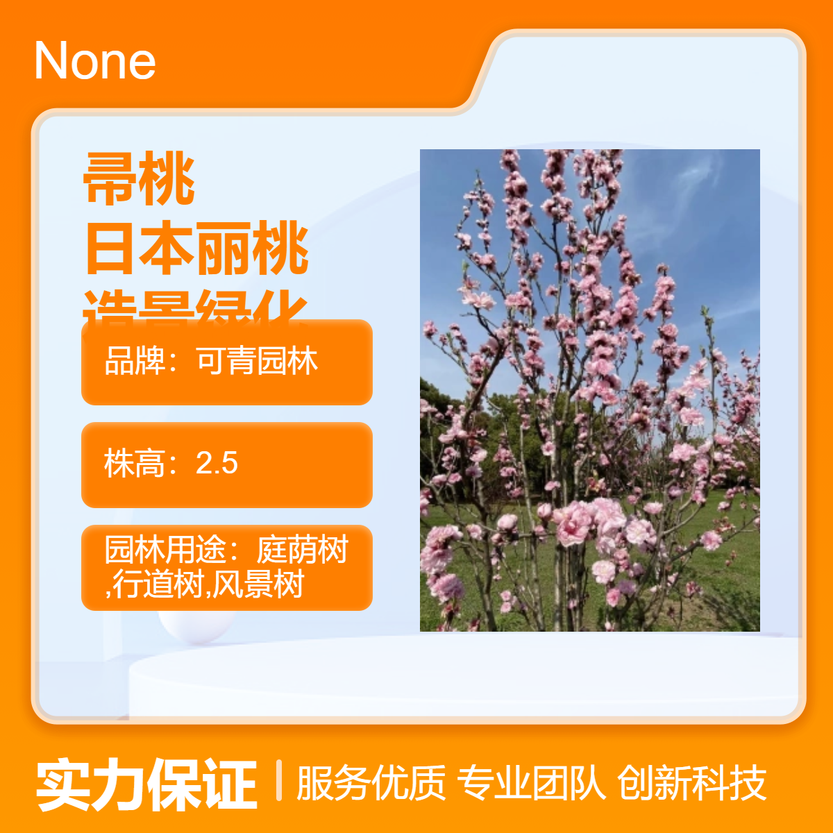 基地出售帚桃别名日本丽桃 庭院小区园林造景绿化树种 四季观赏