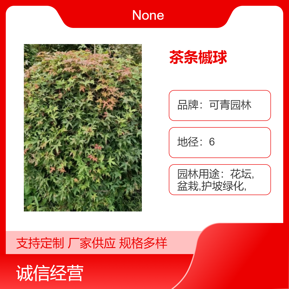 基地出售茶条槭球 公园街道绿化风景树苗 枫树造型球 规格齐全