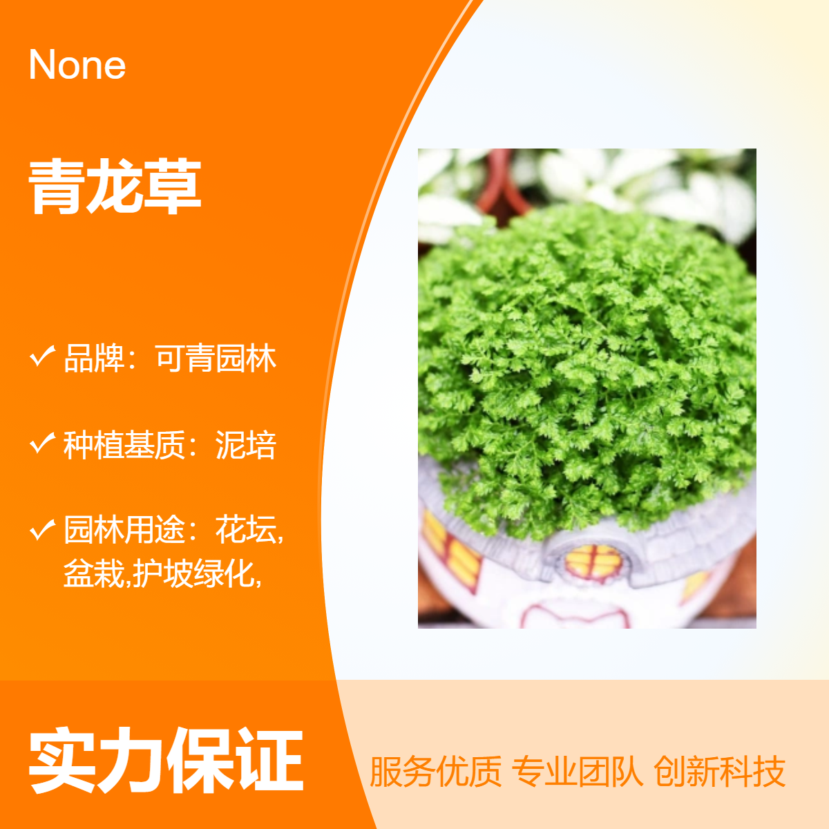 基地出售青龙草别名百蕊草盆栽植物园林景区绿化草类植物