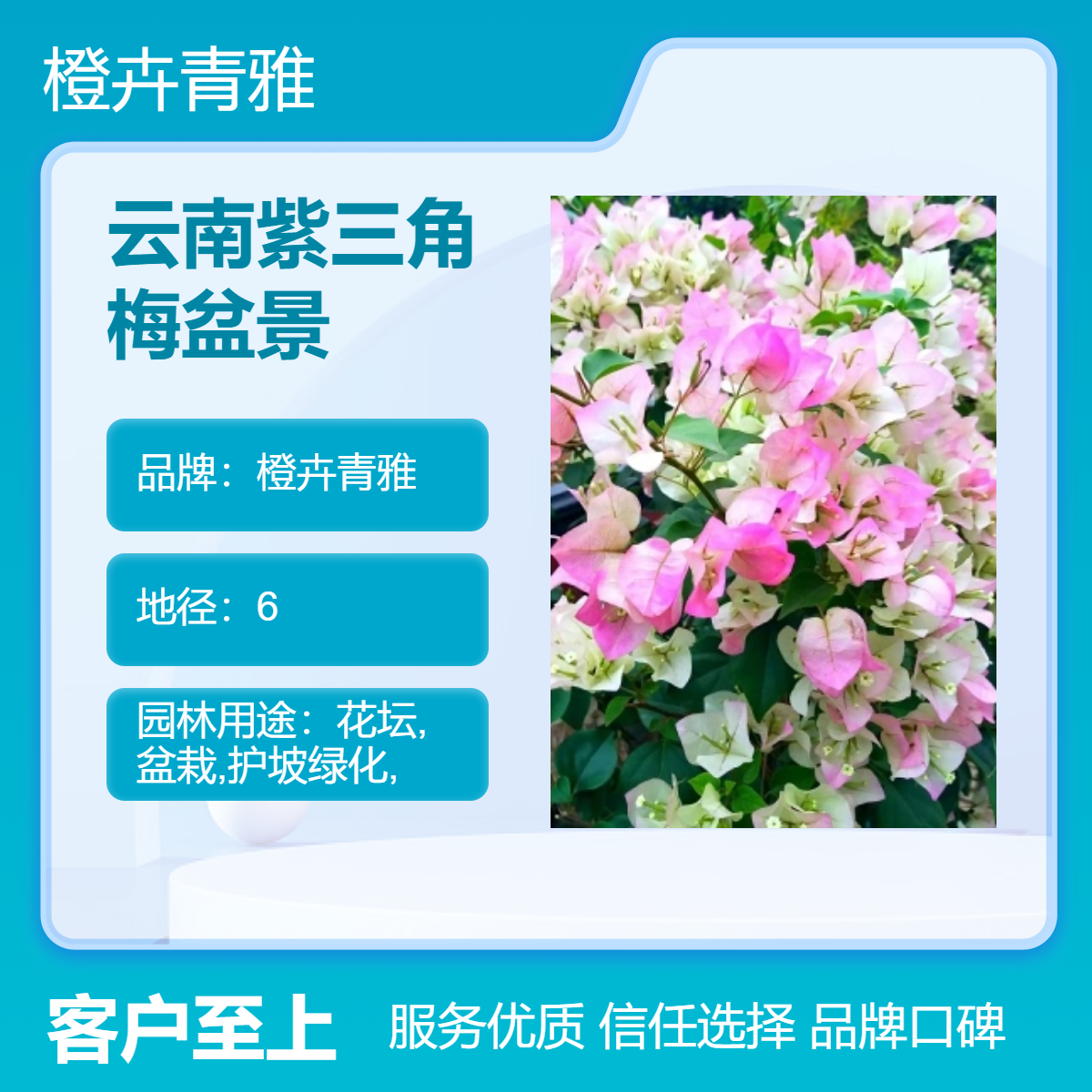 云 南紫色三角梅盆景勒杜鹃三角梅球多种颜色 规格 庭院观花苗木