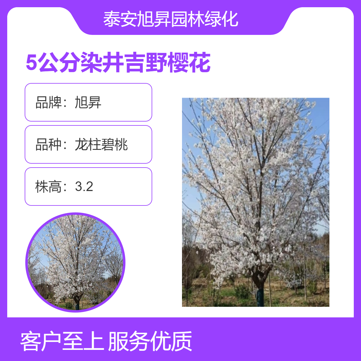 5公分染井吉野樱花苗 红色系观花植物 园艺绿化树 1.8米主干高