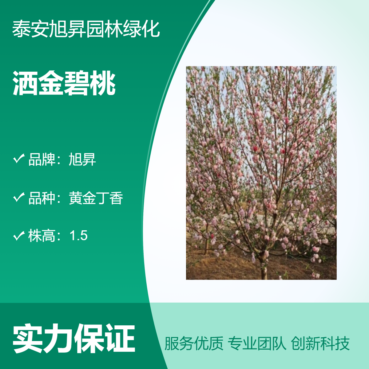 旭昇 4-20公分洒金碧桃 园林观花品种 露天栽培 多色系行道树