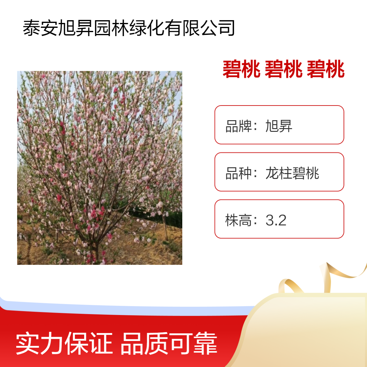观花植物碧桃绿化苗 红色系叶色 冠幅300cm 优质苗木庭院景观树