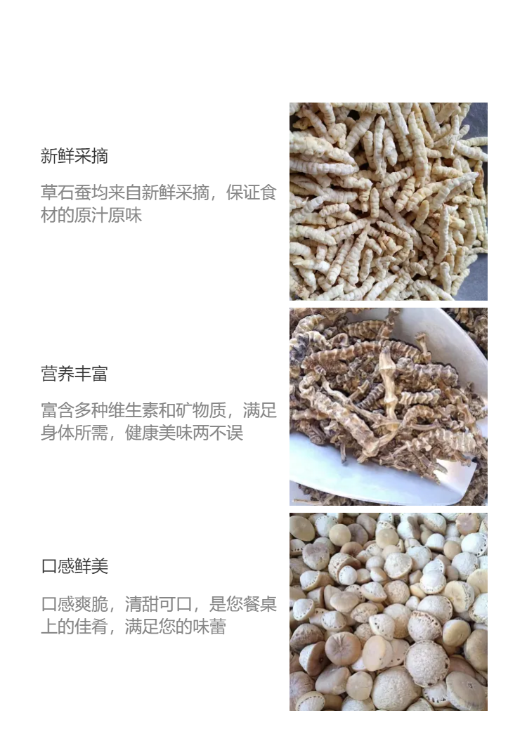 中药材草石蚕 土虫草地牯牛草精选干净无硫包邮批发