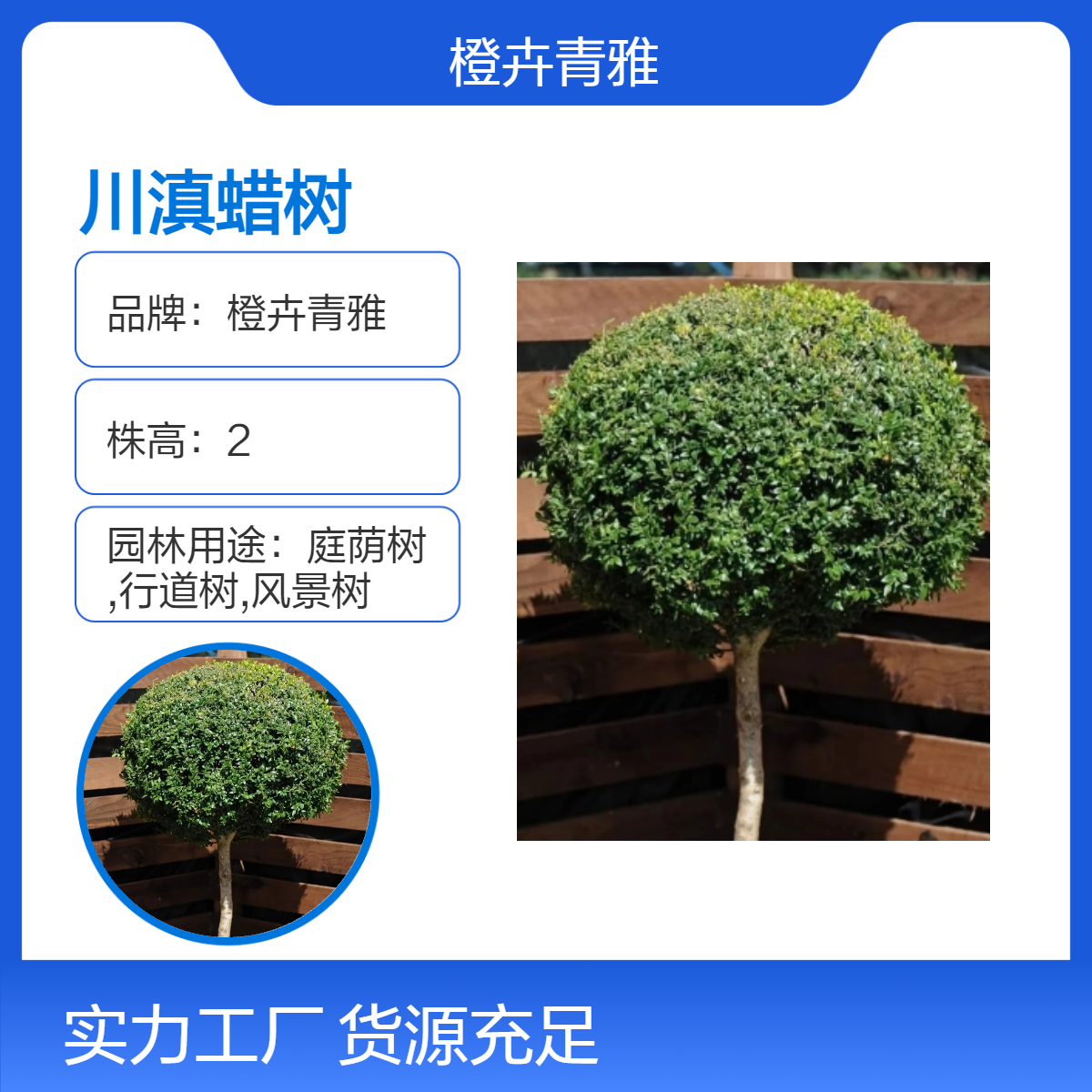 川滇蜡树 落叶性绿植 绿色系观叶植物 庭院园林绿化工程苗