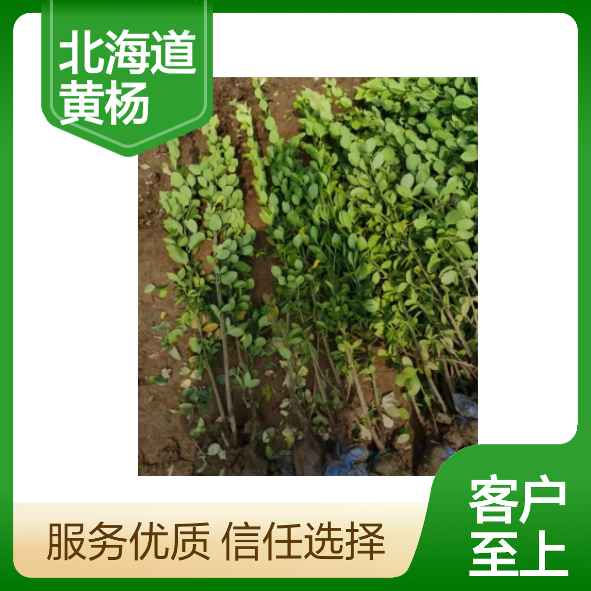 世泽园林 北海道黄杨 2年苗 常绿植物 地径0.6cm 工程苗