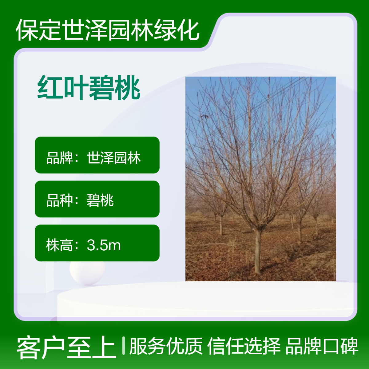 红叶碧桃 风景树 易成活 5年树龄 春色叶 园林观赏