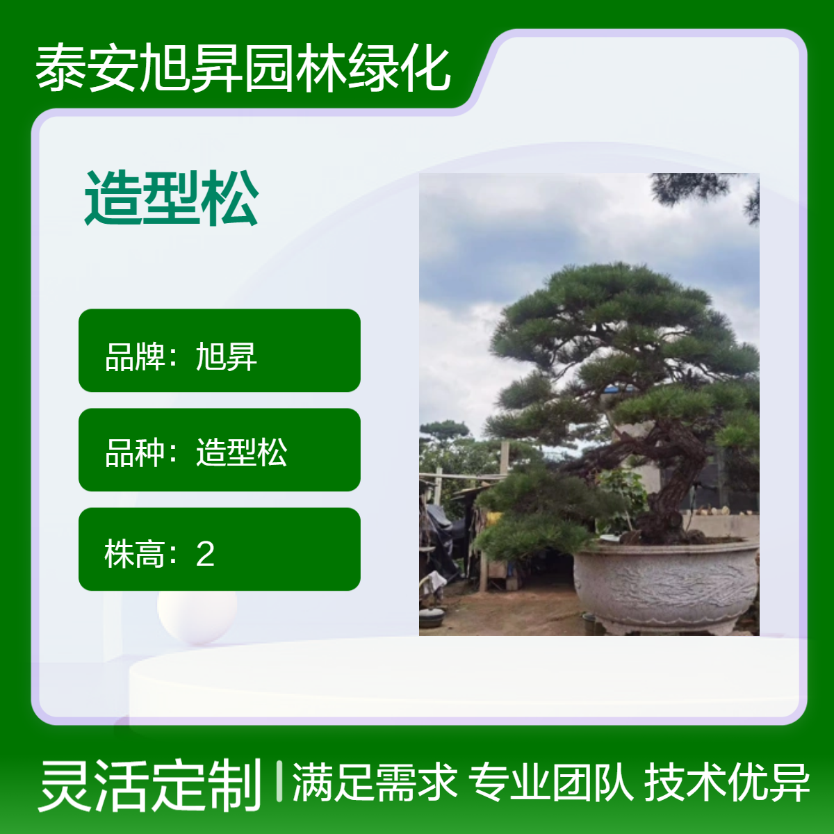 宝塔型造型松 冠幅240观形美 土球直径60 盆景松移栽