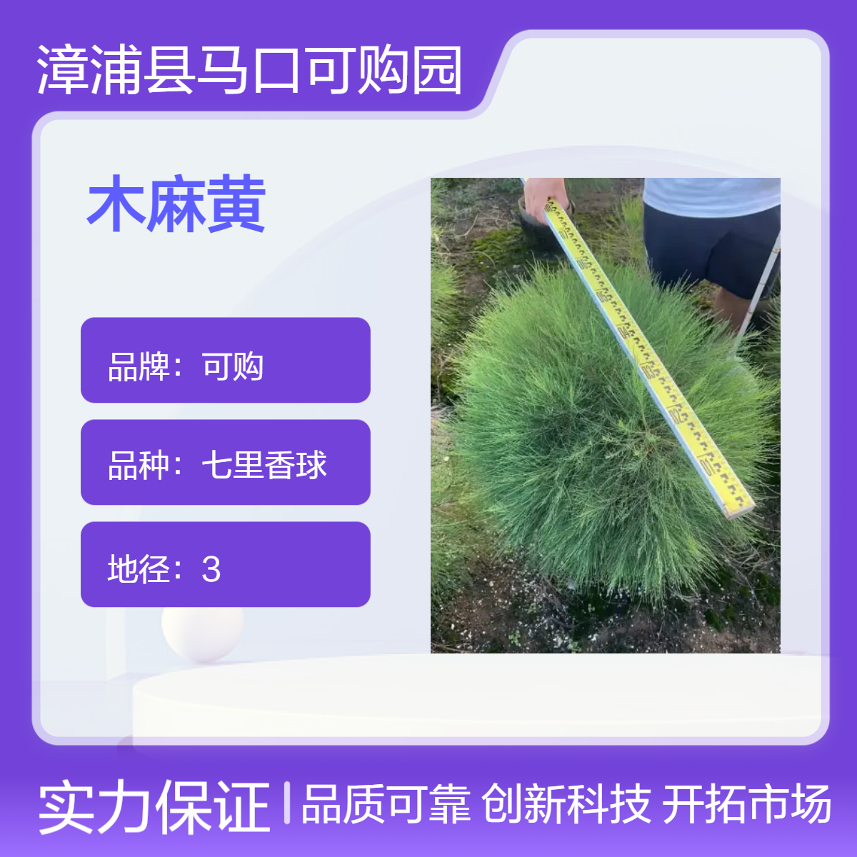 可购基地批发 千头木麻黄球 圆球形灌丛绿植 蓬径60cm 露地栽培