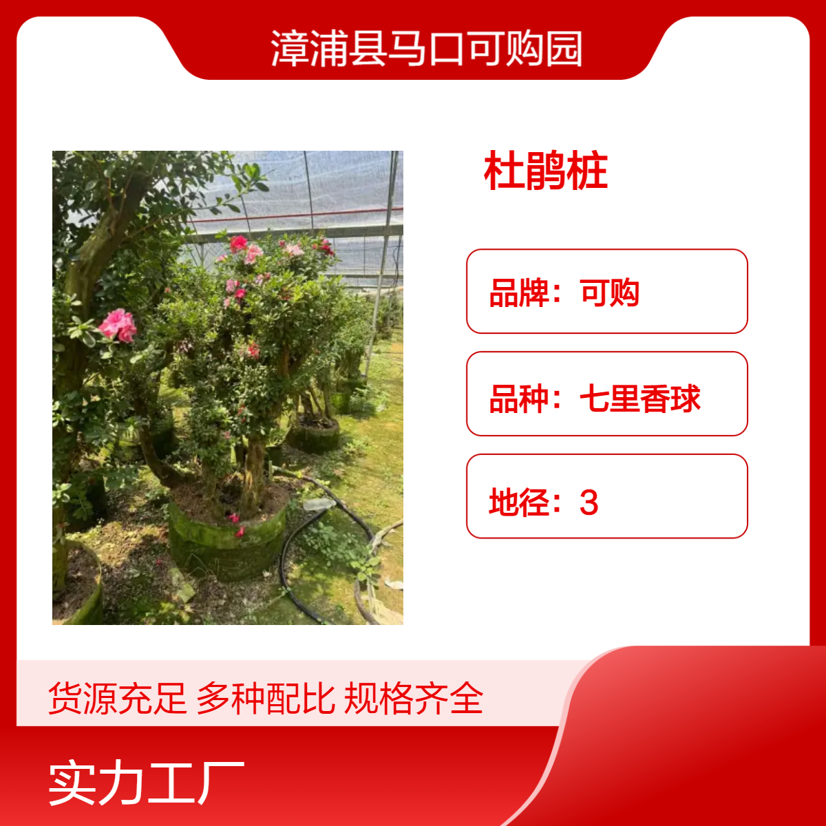可购基地批发 精品造型杜鹃桩 多种规格灌丛造景 园林植物