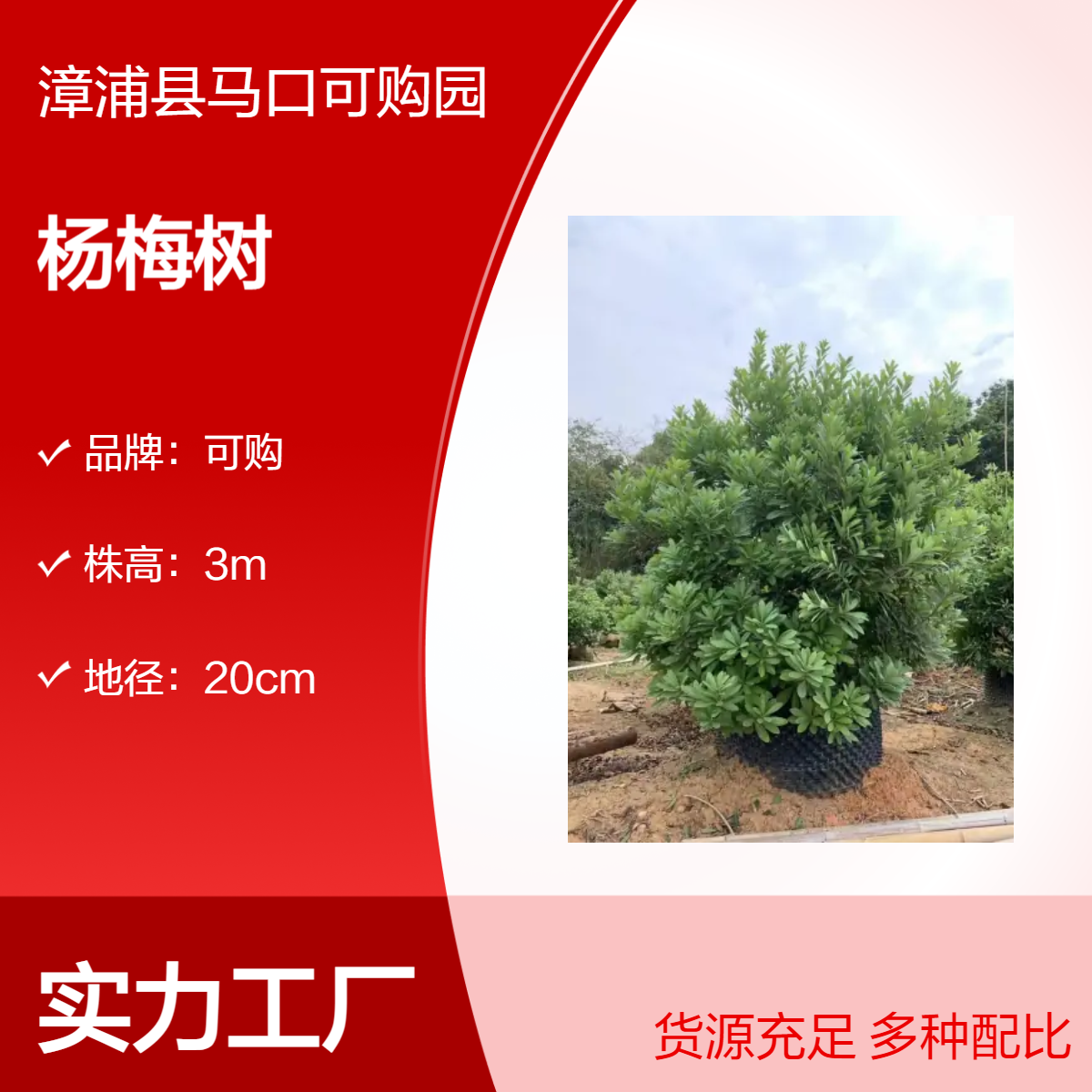 漳 州可购基地批发 丛生杨梅树 一级嫁接苗 庭荫树优选