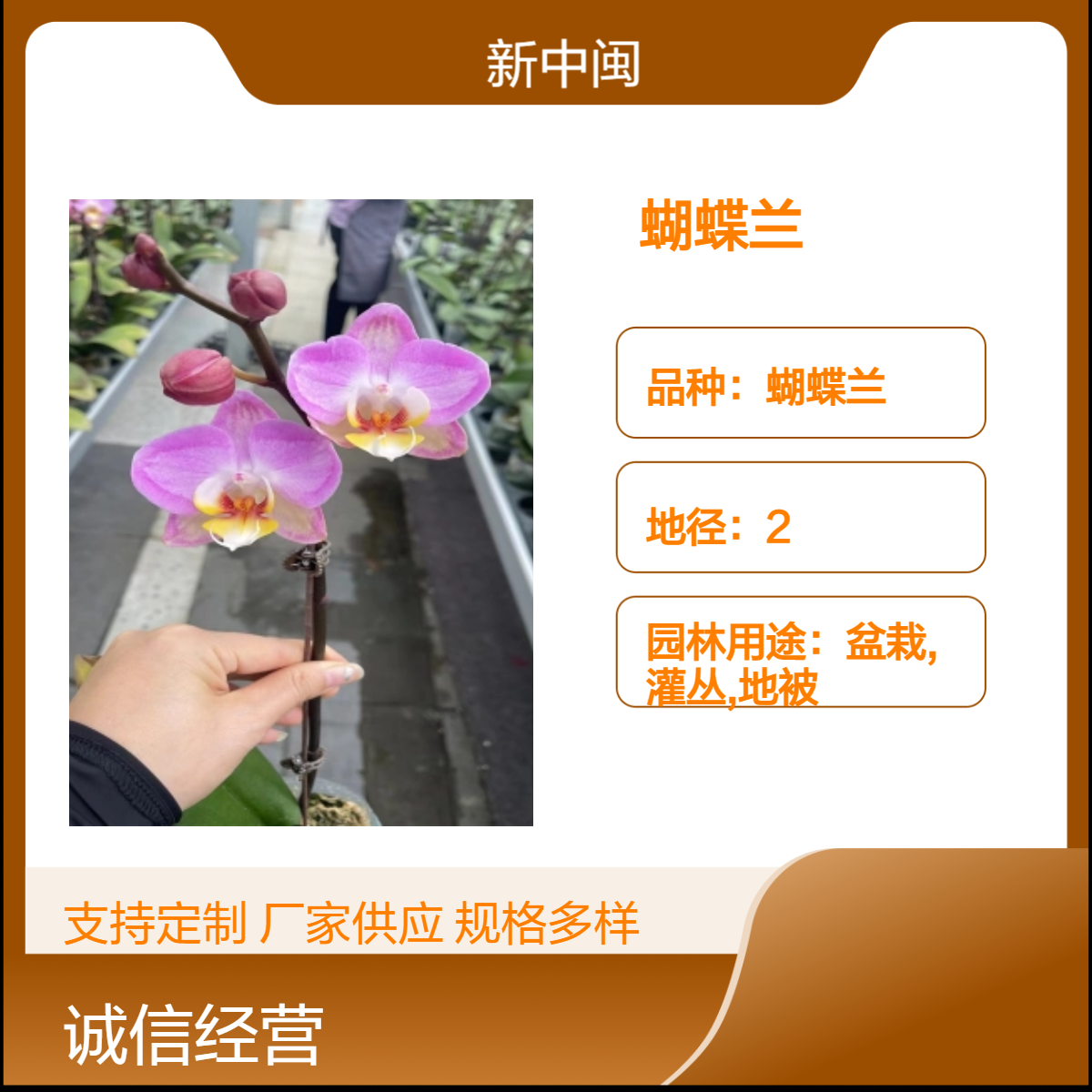 新中闽紫色系龙枝型蝴蝶兰 绿叶盆栽 漳 州产地 优雅家居装饰