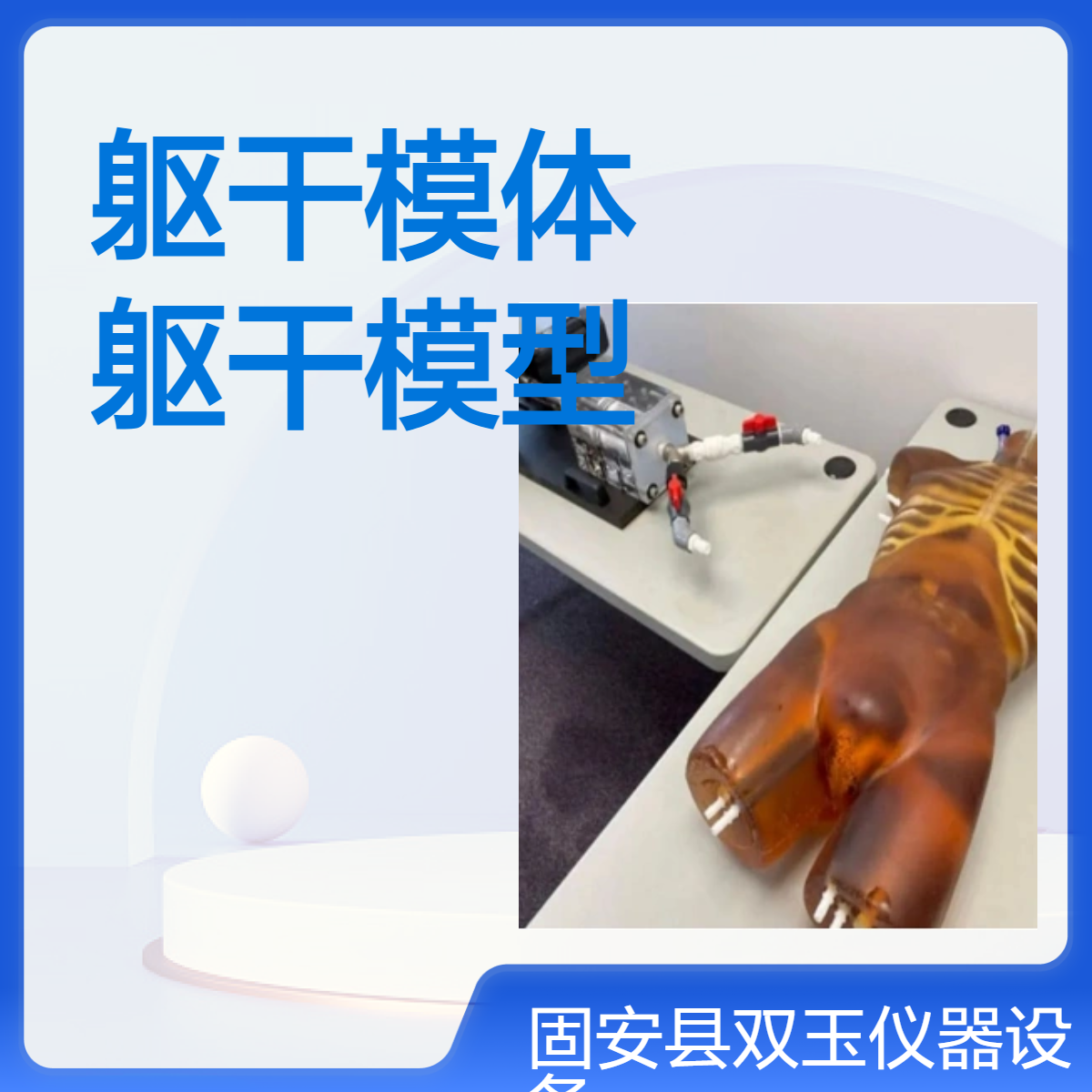 CT成像人躯干模体磁振成像人体躯干模型CT教学成像模型