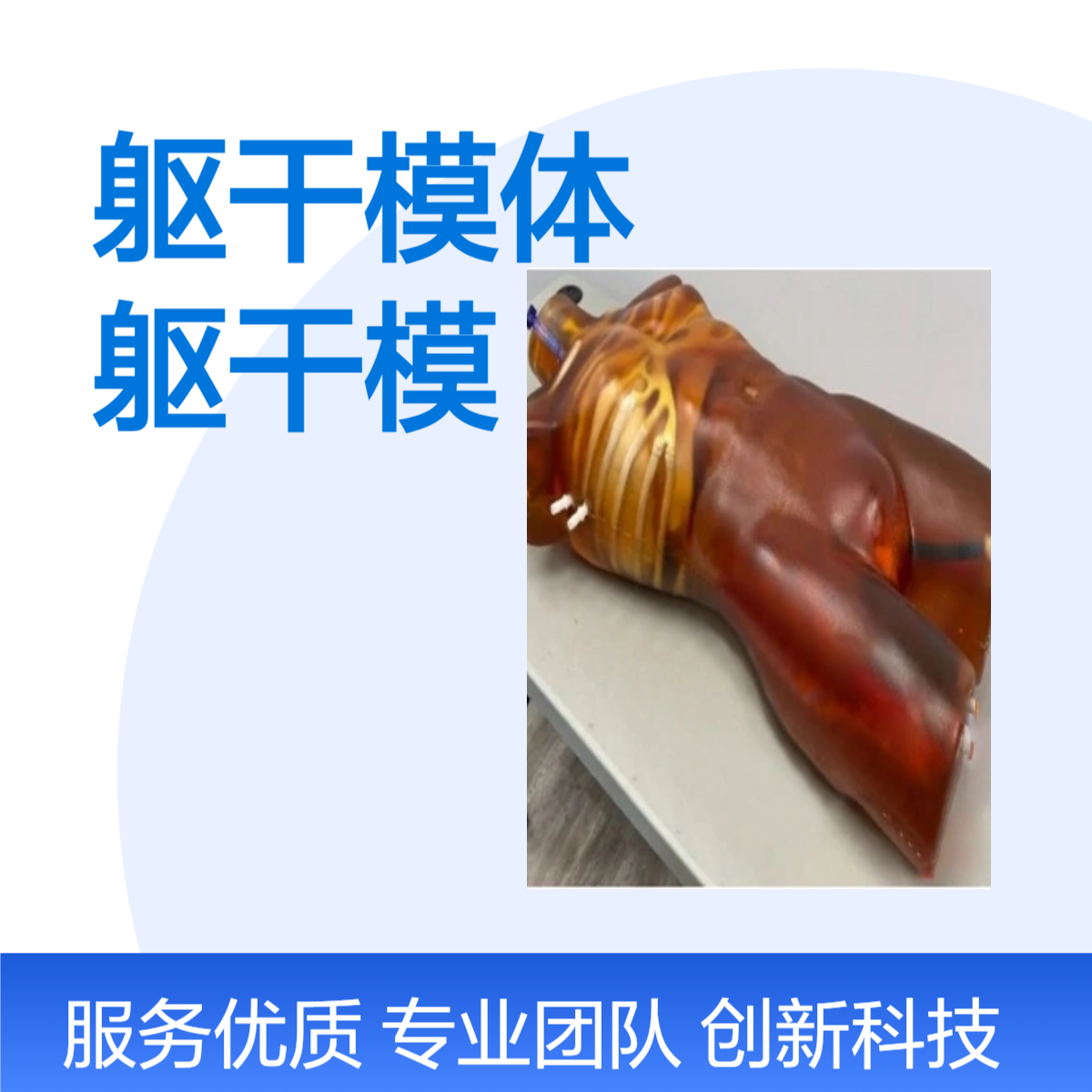 核磁成像成人躯干模体教学成像演示成人模体CT成像成人躯干模体