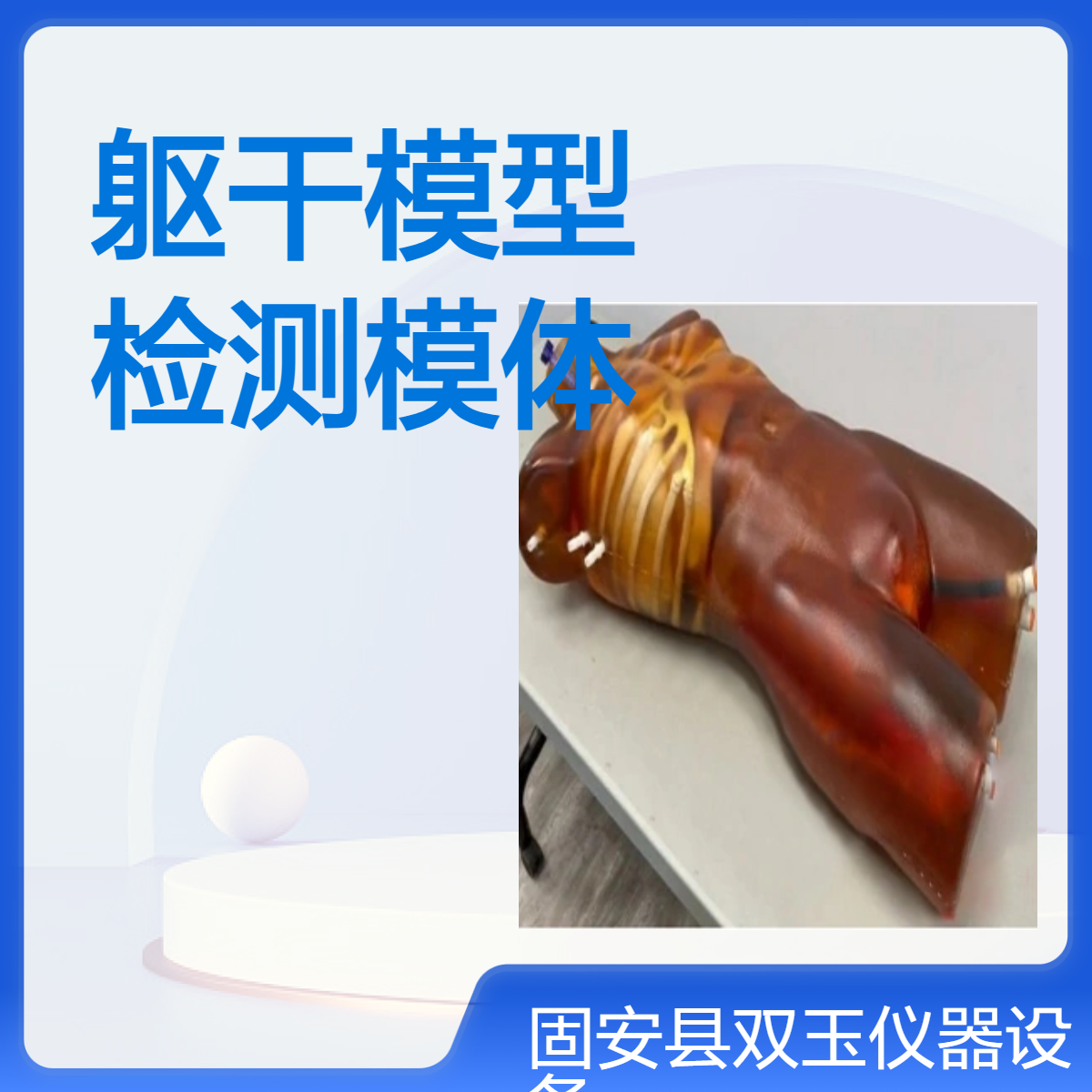 CT核磁成人躯干模型MRI成像检测模体教学成像模型人体躯干成像模