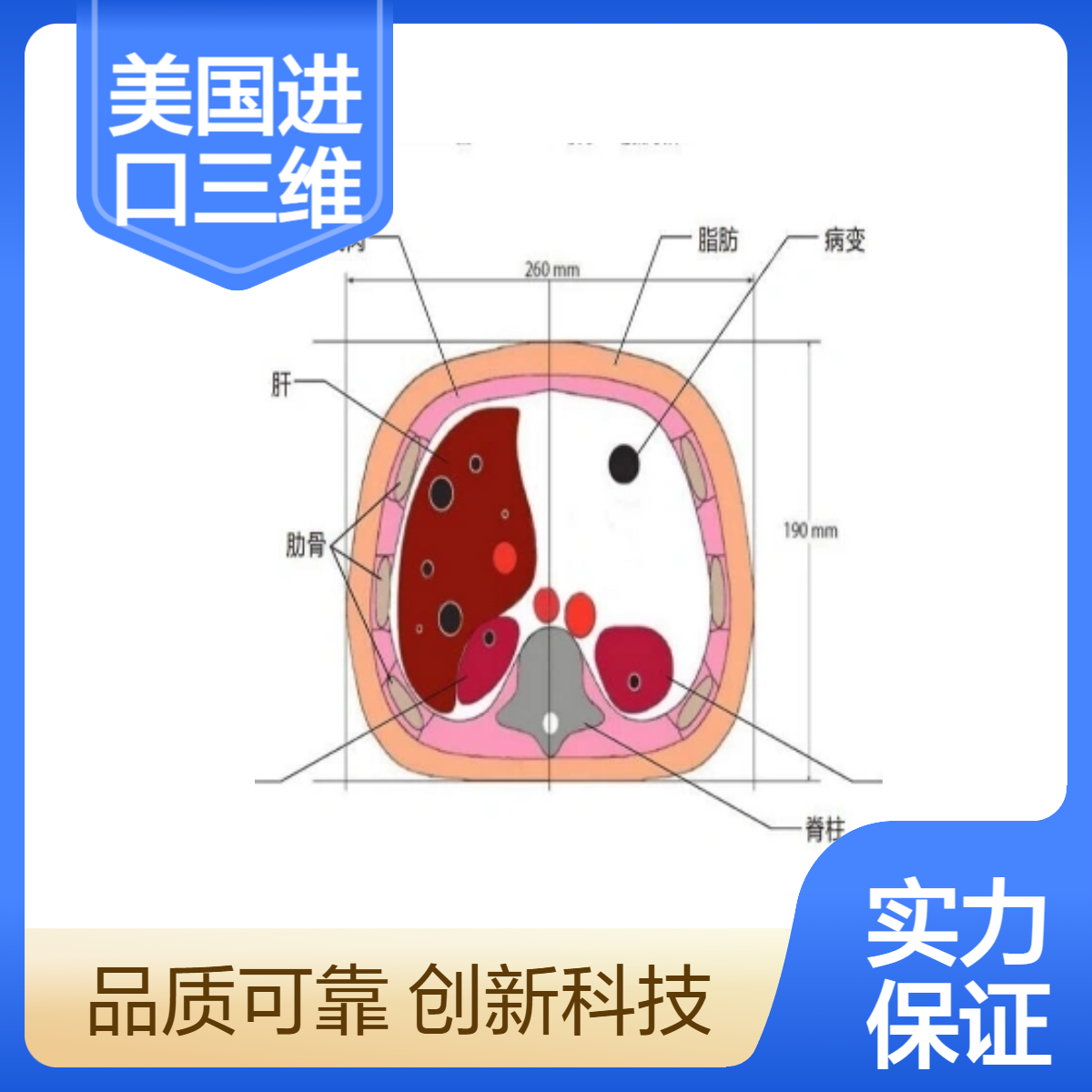 美国进口三维腹部模体美国进口三维腹部模体美国进口三维腹部模体