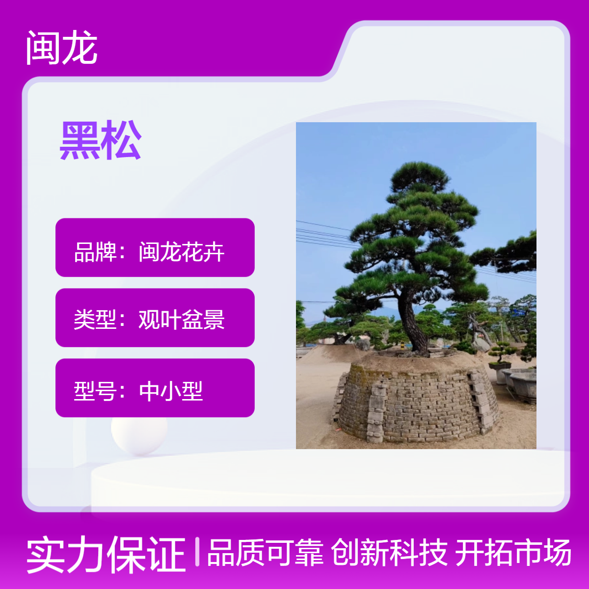 京派中式观叶盆景 露地造型日本黑松 喜阳中小型 家居客厅绿植优选