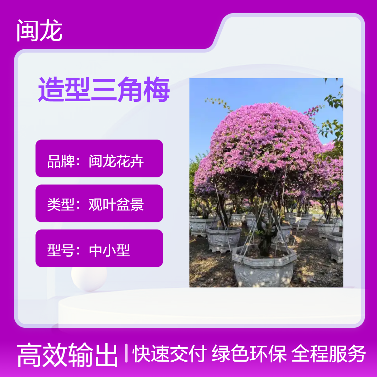 造型花叶紫三角梅京派造型树 中式露地景观树 常绿观花佳品
