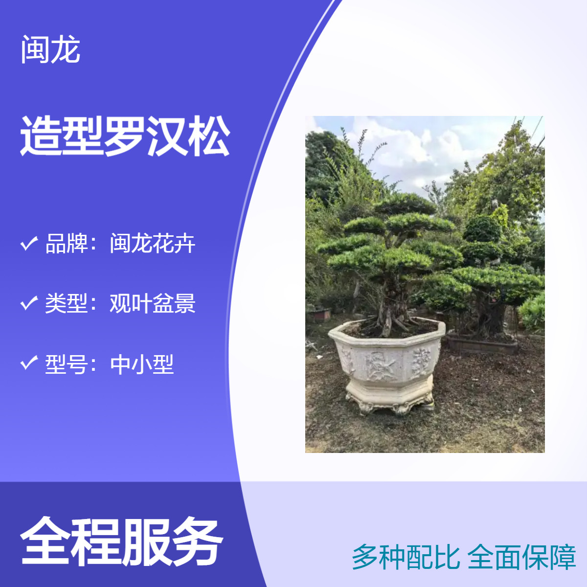 小型造型罗汉松盆景 露地造型树 观叶喜阳 园林优选 中式风格家居布置