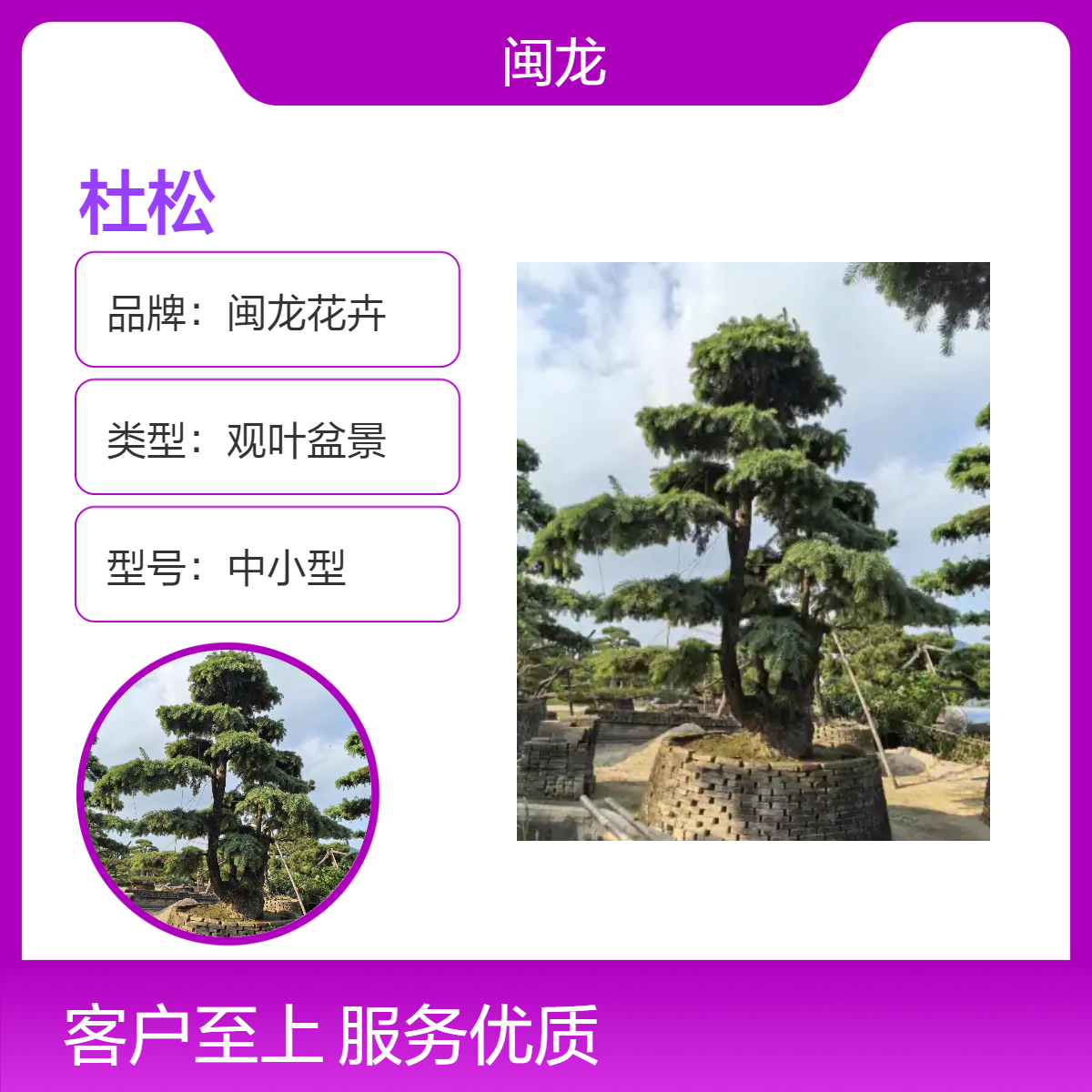 闽龙基地批发露地造型杜松 常绿观叶植物 红色系花卉 中式盆景装饰