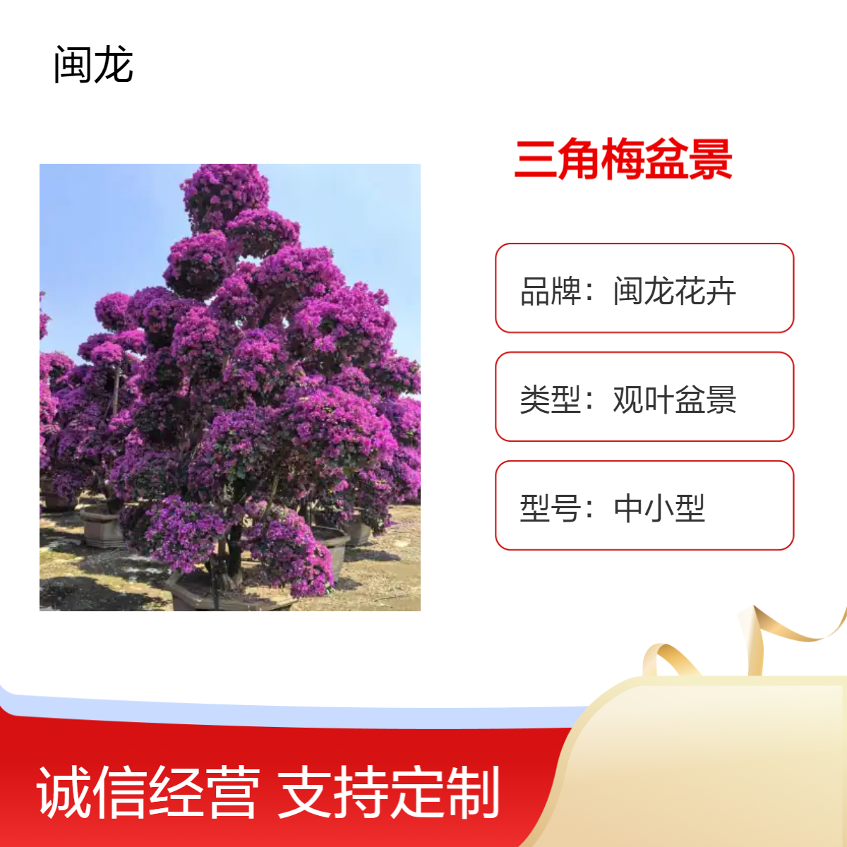 中小型观花盆景批发 造型紫色三角梅桩景 京派风格 喜阳绿植