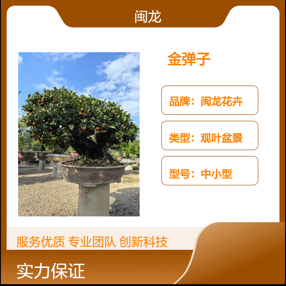闽龙花卉金弹子盆景 干湿习性中性 派系京派 品质保证