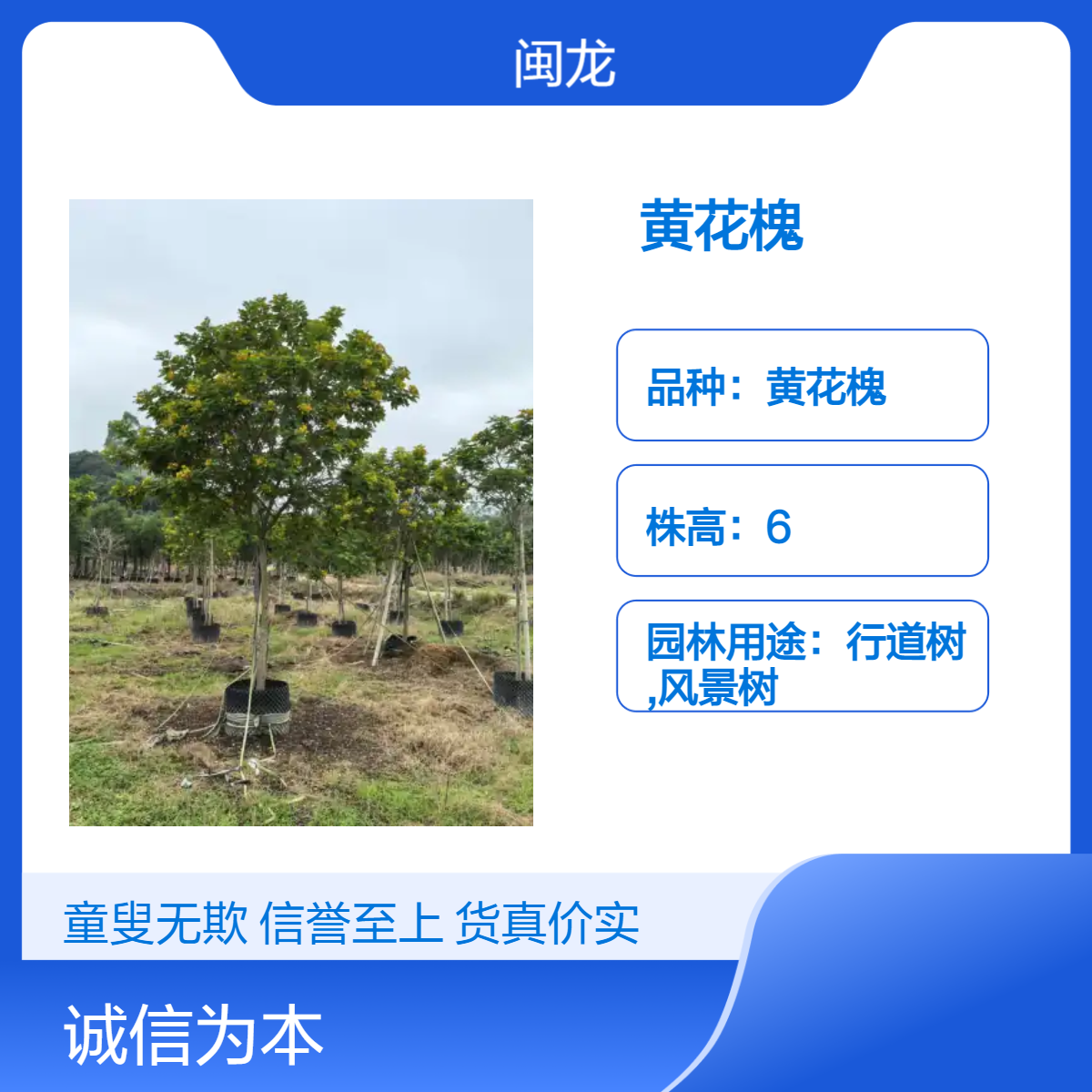 漳 州红色系黄花槐树苗 露地栽培 米径22胸径18 闽龙品牌园林景观用树