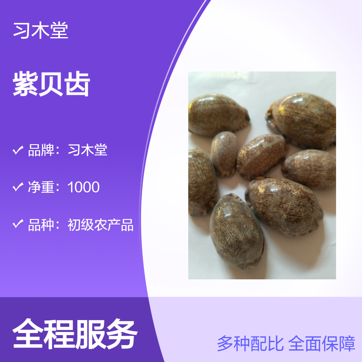 习木堂供应中药材文贝 紫贝齿 各种规格 无硫无添加 道地药材