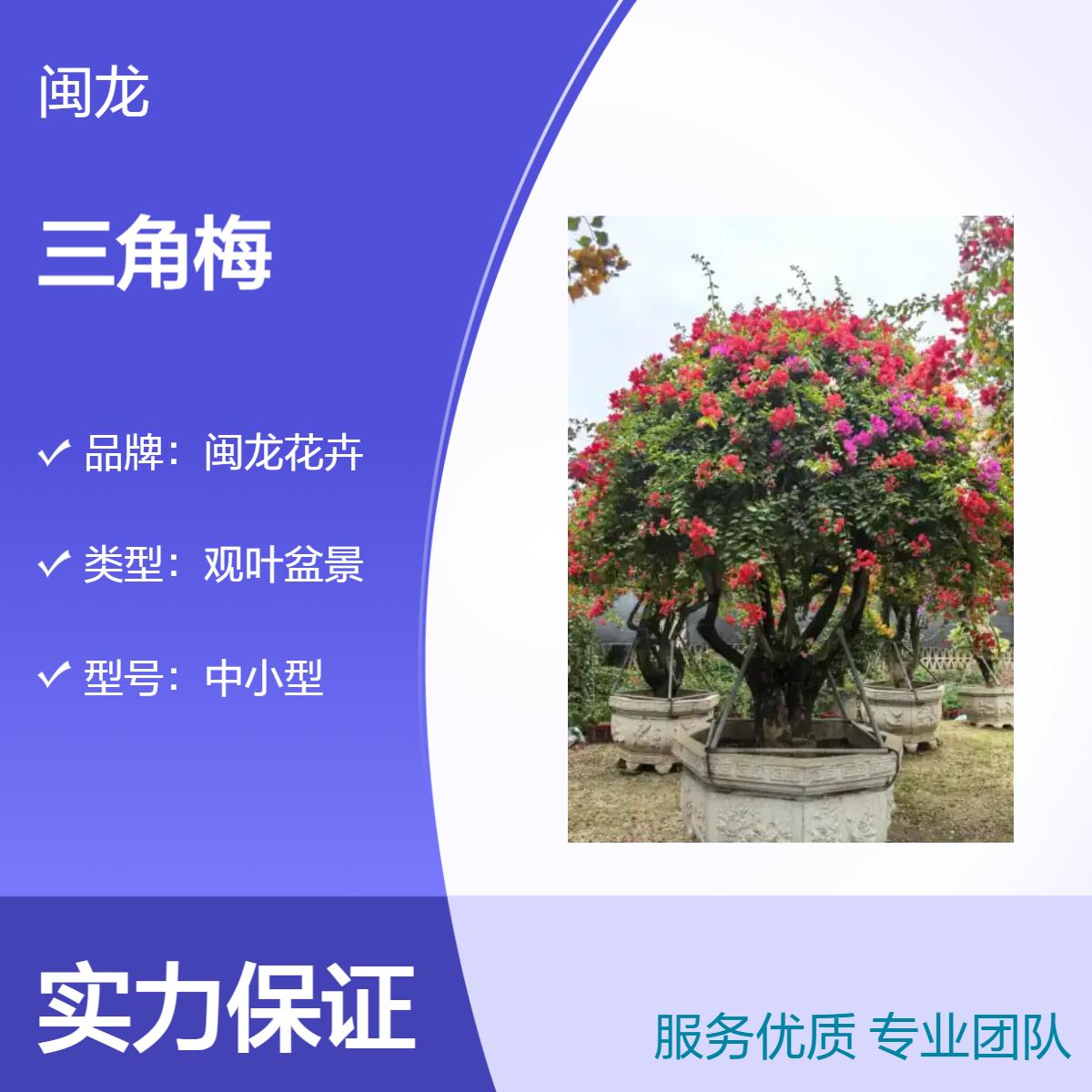 中式观花盆景多花系三角梅造型 株高220露地栽 家居阳台装饰优选