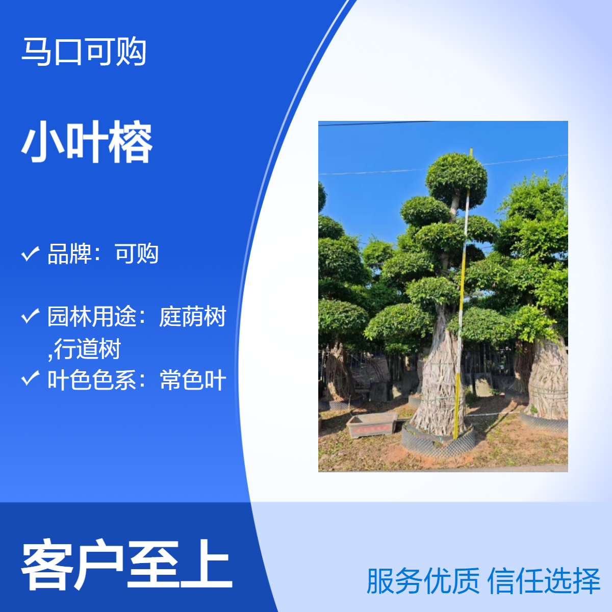 可购小叶榕 常色叶绿植造型榕树 园艺景观树 适用庭院遮荫与道路绿化