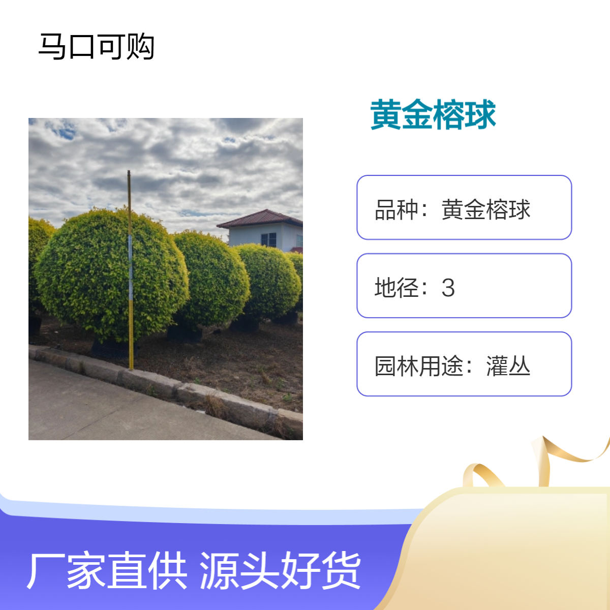 可购品牌 精品黄金榕圆球形观叶绿植 漳 州露地栽培常色叶