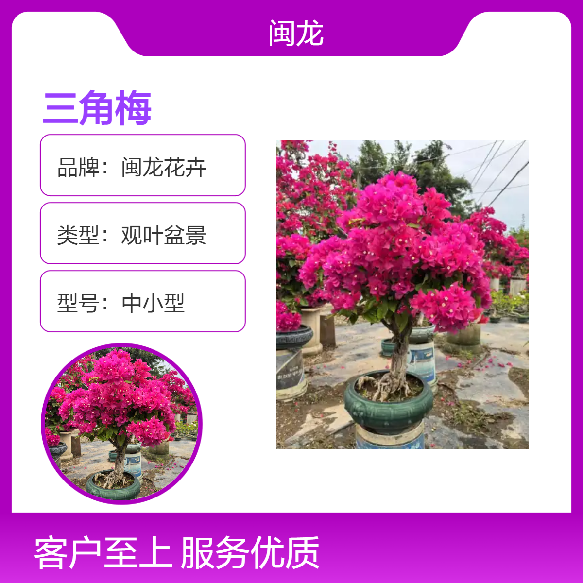 京派中小型露地造型树 红花三角梅盆景 观叶绿植喜阳常绿