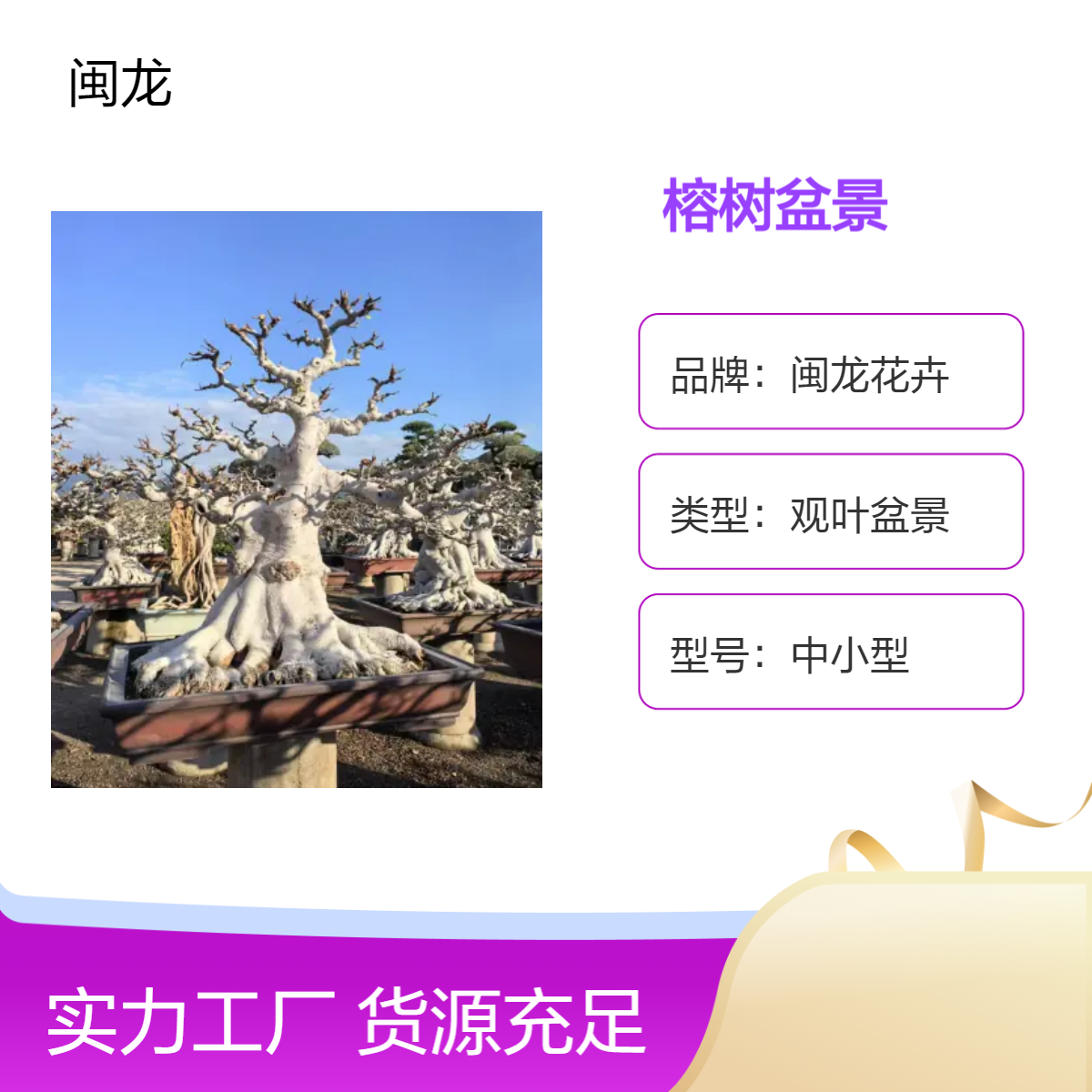 闽龙花卉京派榕树盆景 中小型观叶绿植 露地造型树 日式风格造型桩景