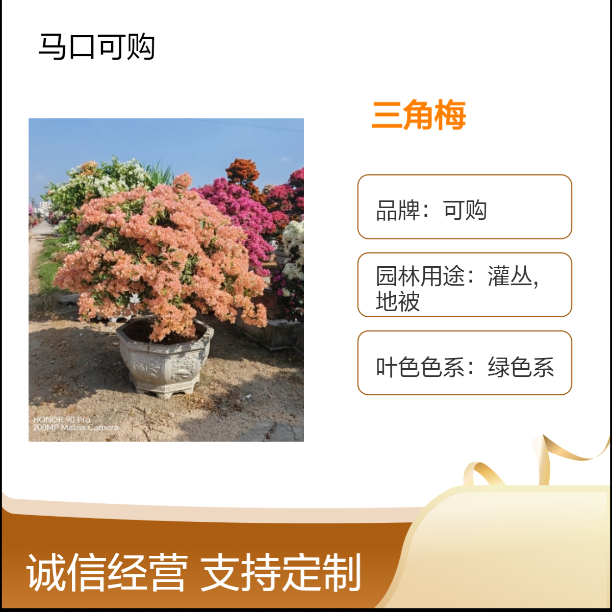 可购品牌三角梅球 灌丛优选 3.5米株高绿色系美观 货号01 园林用途