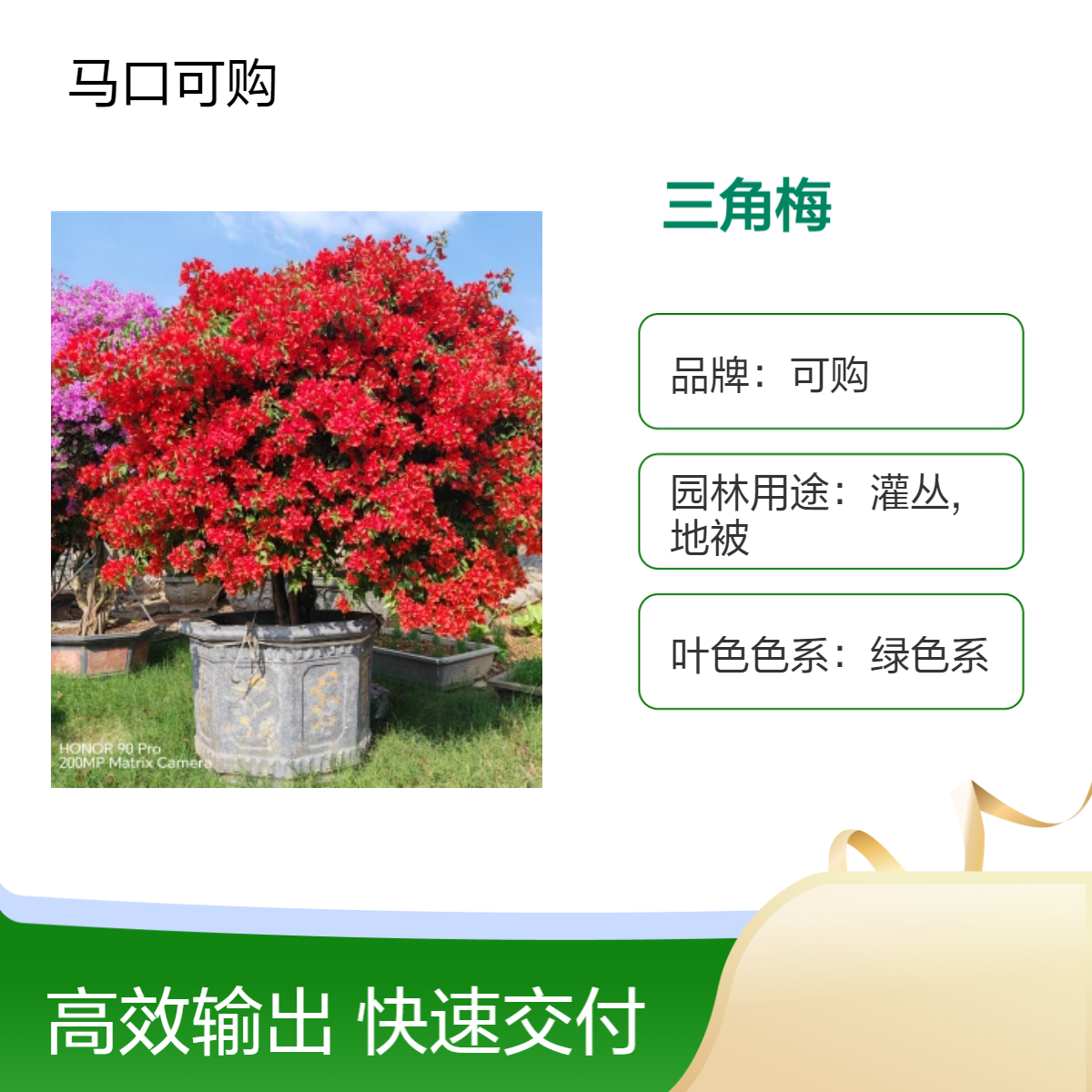 可购品牌多色三角梅优选 绿色系美观植物 株高3.5m 适合公园景观绿化